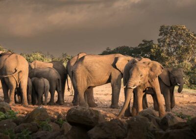 kenia-aberdares-elefanten