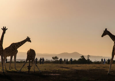 kenia-aberdares-pirschfahrt-giraffen-im-sonnenuntergang
