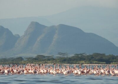 kenia-lake-elementaita-flamingos