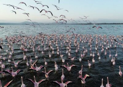 kenia-lake-elementaita-flamingos-im-flug