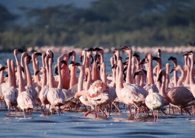 kenia-lake-elementaita-flamingos-nah