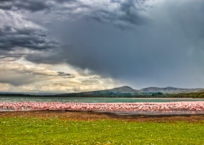 kenia-lake-naivasha-flamingos
