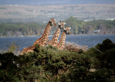 kenia-lake-naivasha-giraffen