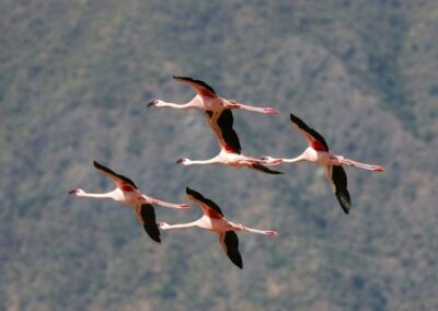 kenia-lake-nakuru-flamingos-im-flug