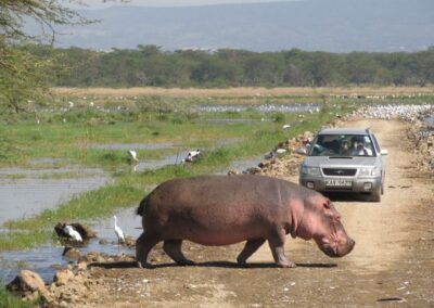kenia-lake-nakuru-hippo-und-auto