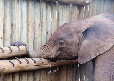 kenia-nairobi-nationalpark-elefanten-waisenhaus
