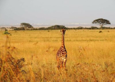 kenia-nairobi-nationalpark-giraffe