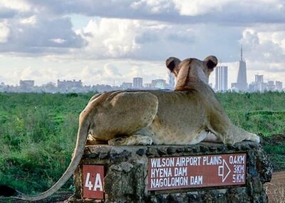 Kenia-Nairobi-Nationalpark-Löwe-vor-Skyline