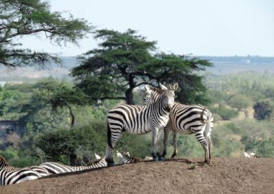 kenia-nairobi-nationalpark-zebras