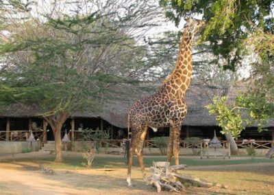 kenia-tsavo-ost-satao-giraffe
