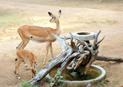 kenia-tsavo-ost-satao-impalas