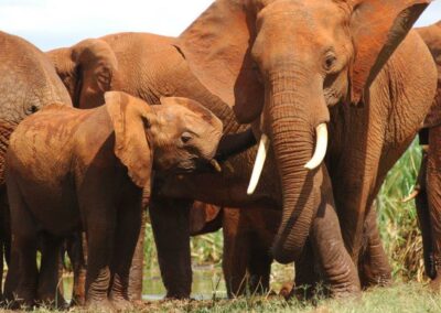 kenia-tsavo-west-elefanten