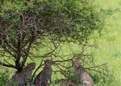 kenia-tsavo-west-geparden