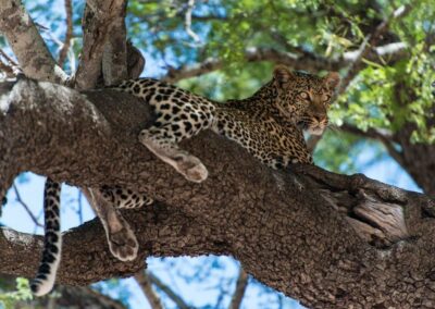 kenia-tsavo-west-leopard-auf-baum