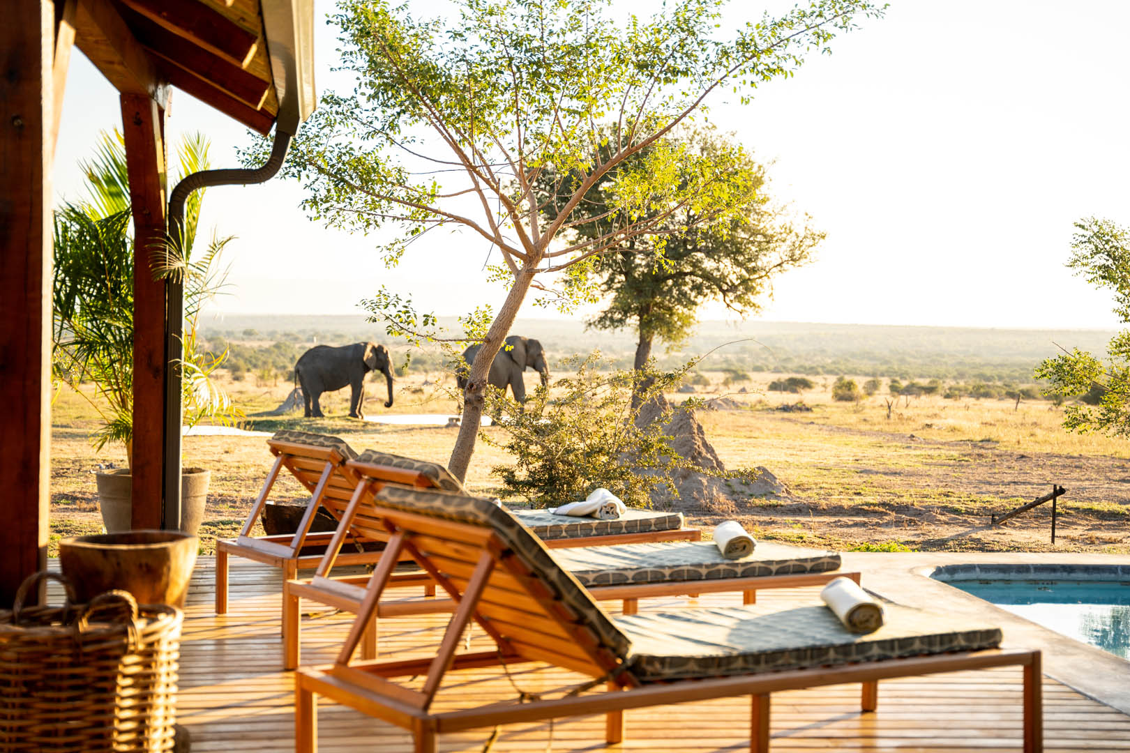 walkers-plains-camp-elephants-1